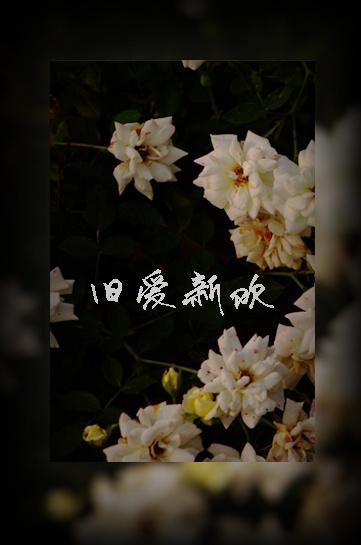 舊愛(ài)新歡